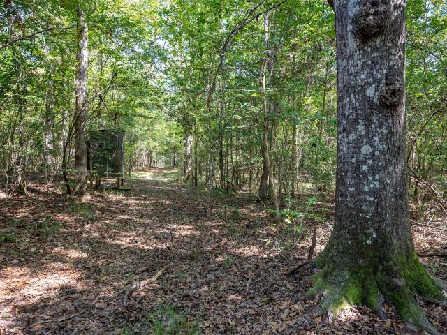 Land for sale in Hillister, Texas