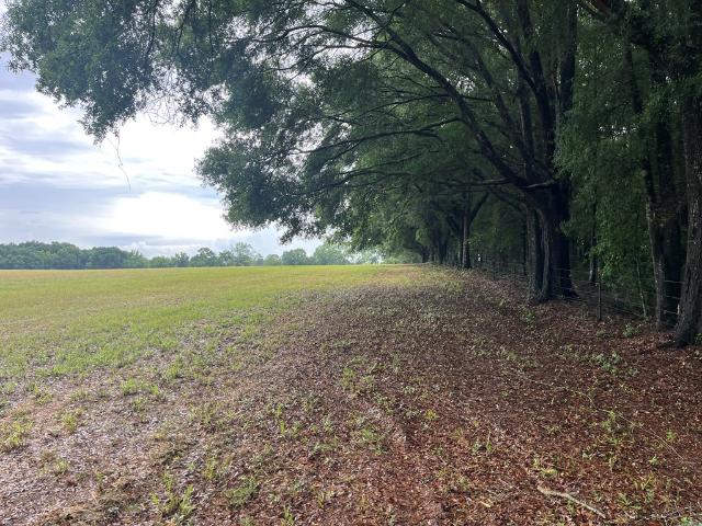 Land for sale in Headland, Alabama
