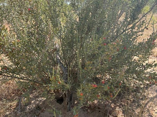 Land for sale in Yancey, Texas