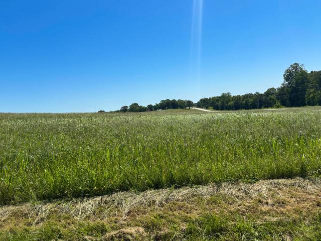 Land for sale in Theodosia, Missouri