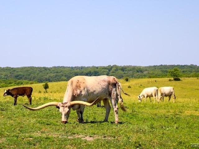 Farm for sale in Iberia, Missouri