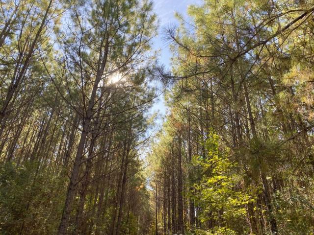 Land for sale in Woodville, Tyler County