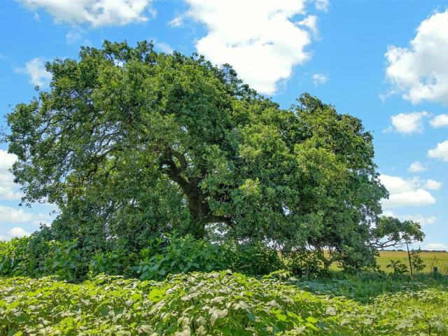 Land for sale in Cisco, Texas