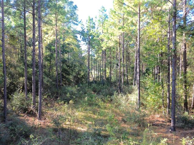 Land for sale in Grapeland, Texas