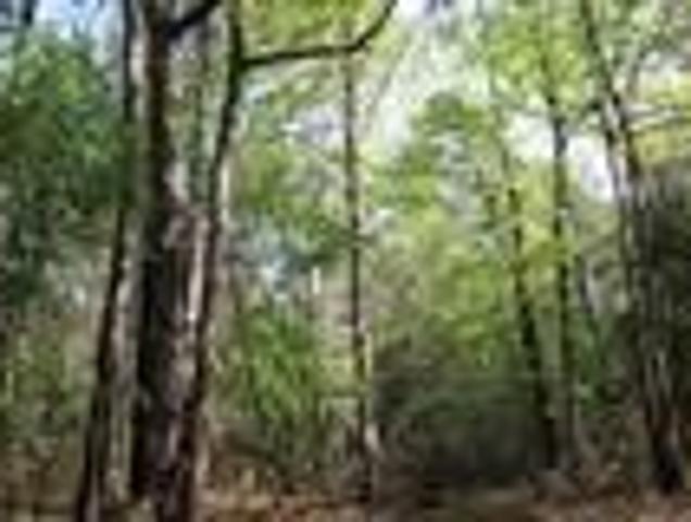 Land for sale in Colmesneil, Tyler County