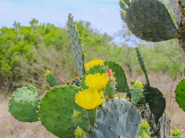Land for sale in Medina, Texas