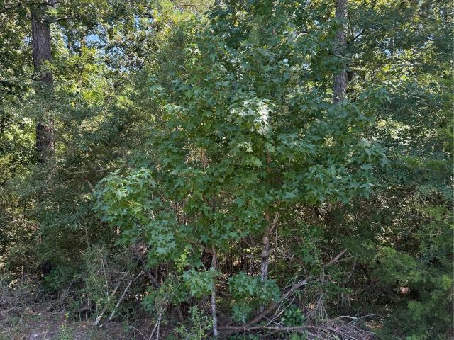 Land for sale in Polk, Texas