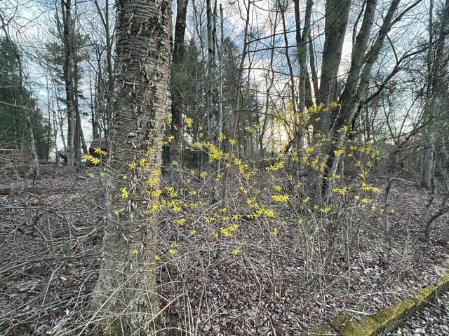 Land for sale in Fallsburg, New York
