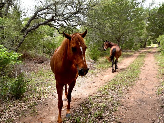Land for sale in Weimar, Texas