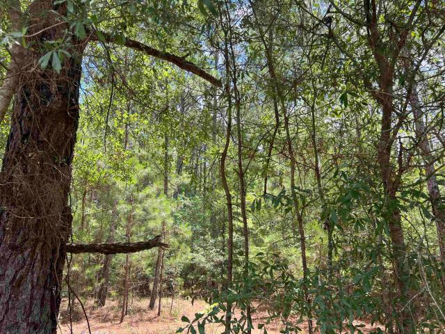 Land for sale in Andrews, South Carolina