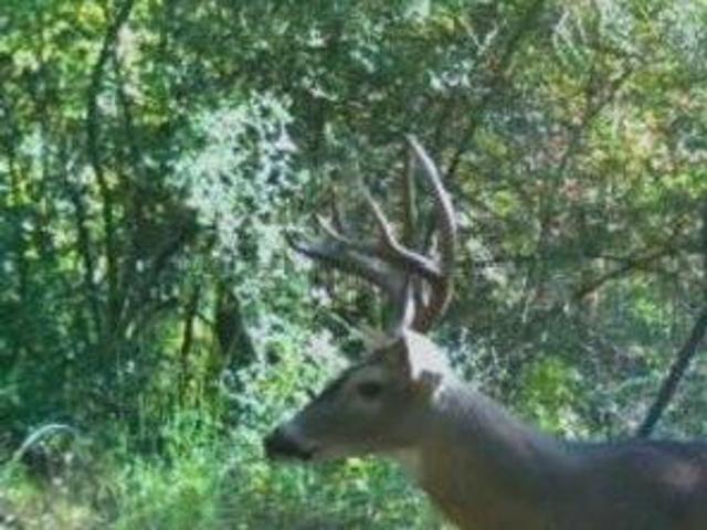 Land for sale in Marion, Texas