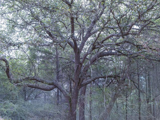 Land for sale in New Ulm, Texas