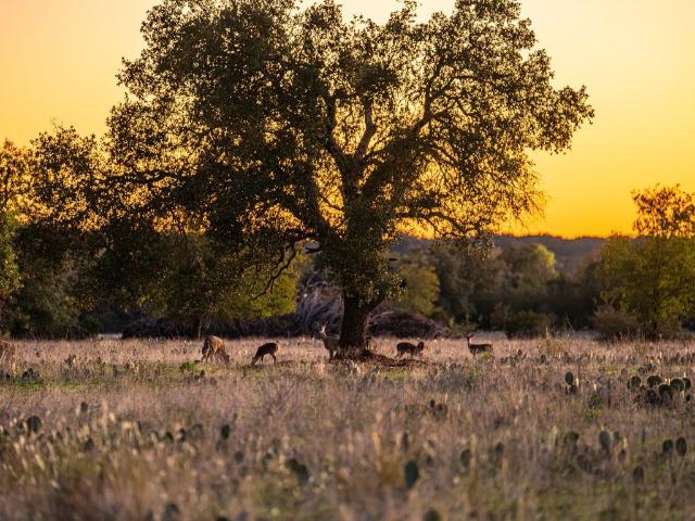 Ranch for sale in Salado, Texas