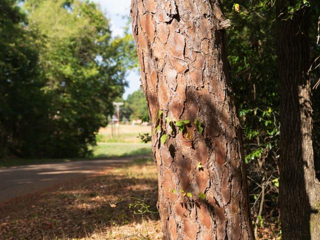 Land for sale in Rusk, Cherokee County