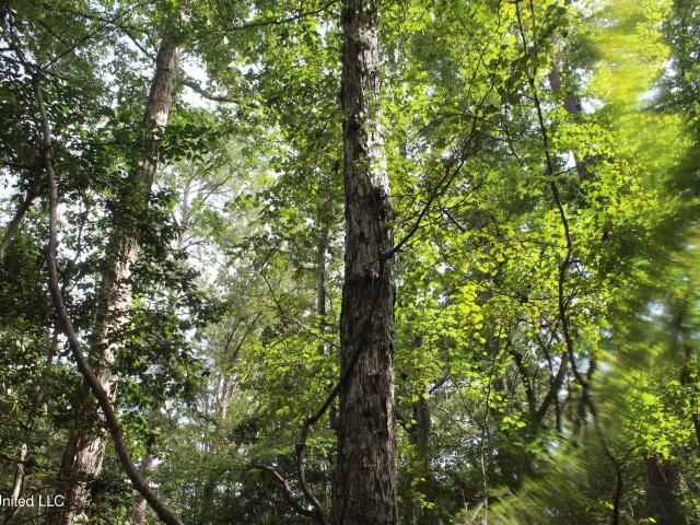 Land for sale in Crosby, Mississippi