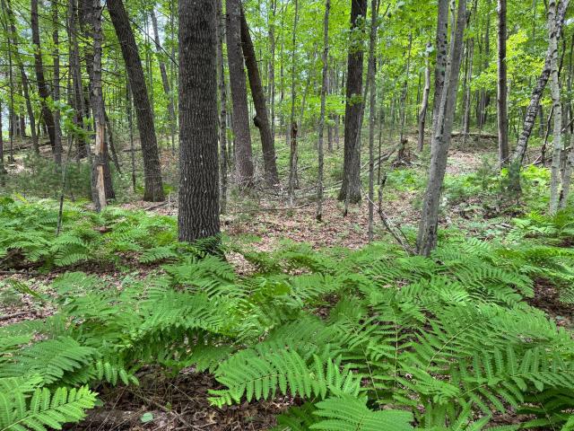 Land for sale in Wisconsin