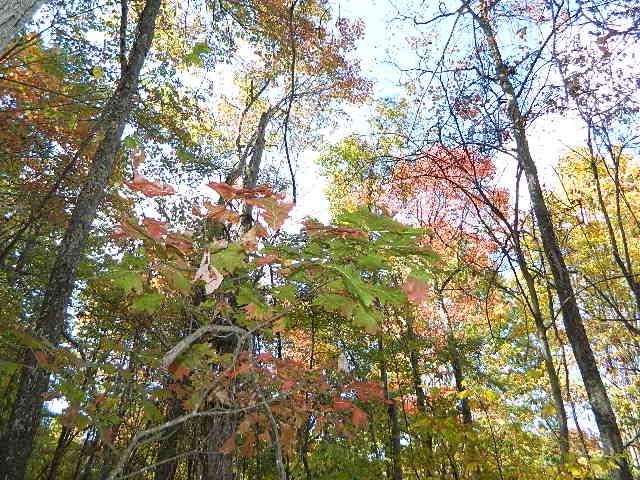Land for sale in Virginia
