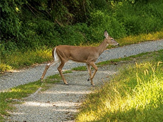 Land for sale in North Carolina