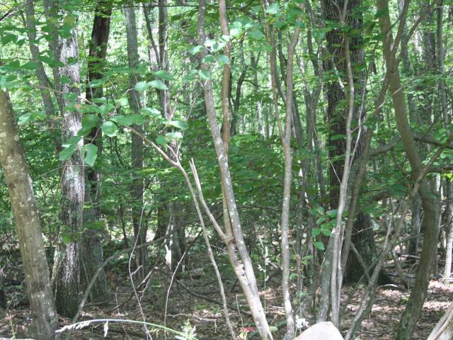 Land for sale in Virginia