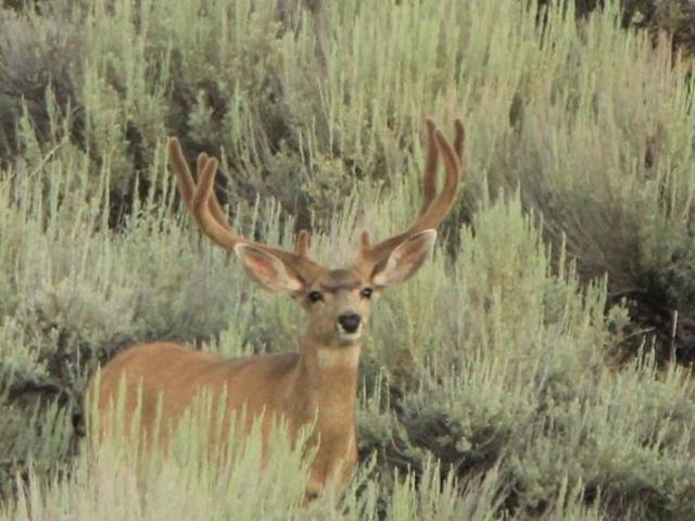 Farm for sale in Craig, Moffat County