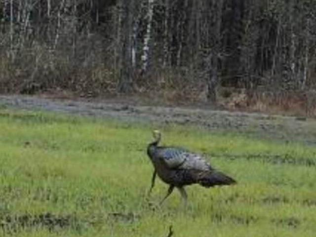 Land for sale in Summerton, South Carolina