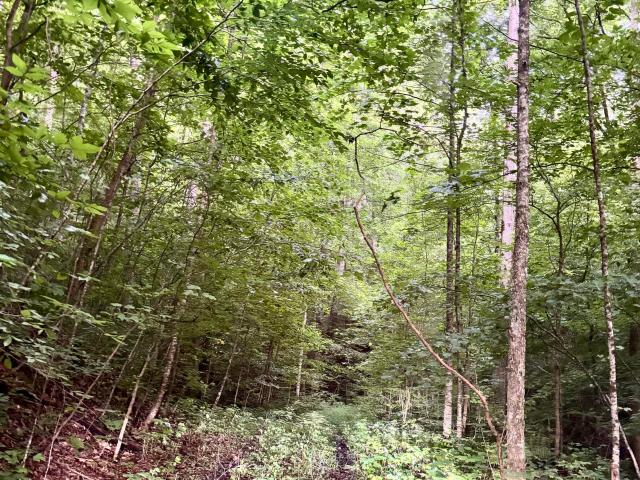 Land for sale in Virginia