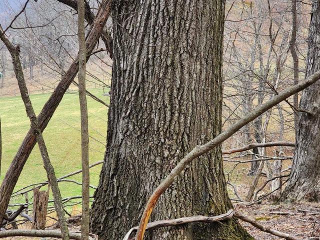 Land for sale in Virginia