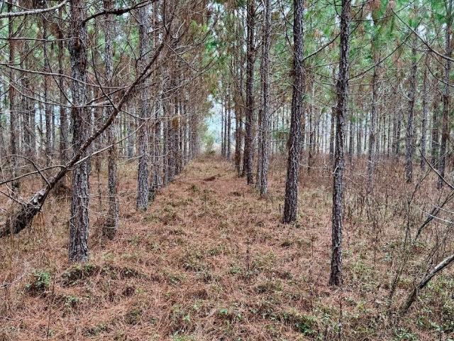 Land for sale in Glennville, Georgia