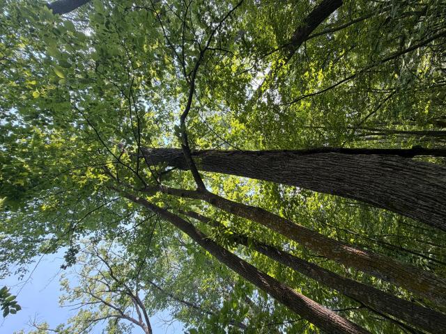 Land for sale in Crosslake, Minnesota