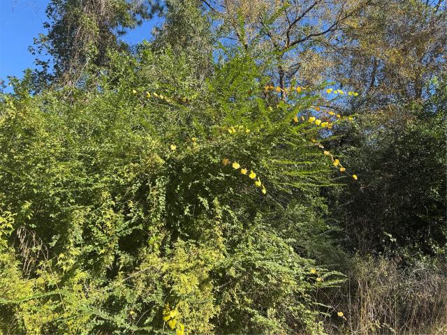 Land for sale in Shepherd, Texas