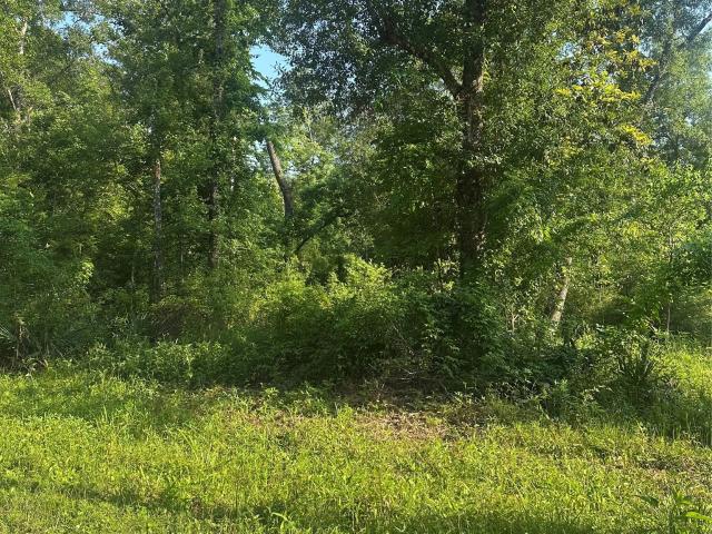 Land for sale in Shepherd, San Jacinto County