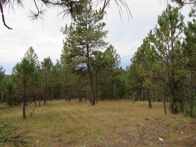 Land for sale in Custer, South Dakota