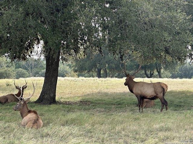 Land for sale in Pipe Creek, Texas
