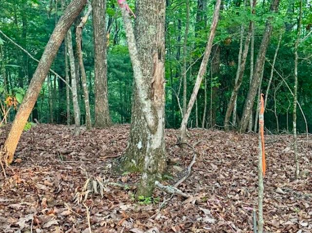Land for sale in Murphy, North Carolina