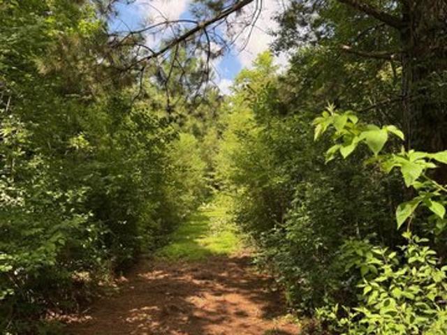 Land for sale in Arnaudville, Louisiana