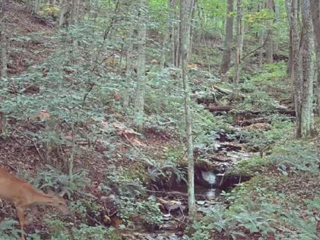 Land for sale in Watauga, North Carolina