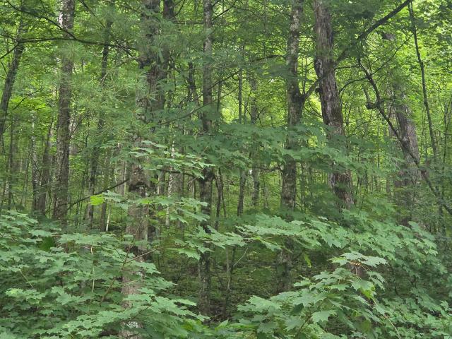 Land for sale in Town of Marshall, Richland County