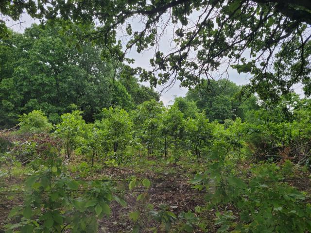Land for sale in Ava, Douglas County