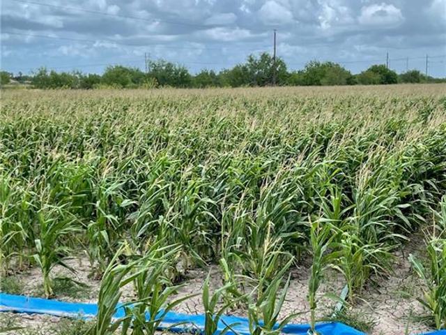 Land for sale in Hidalgo, Texas