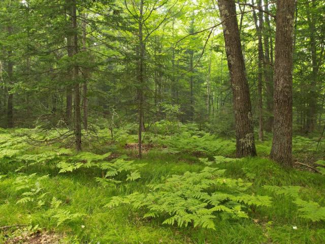 Land for sale in Drummond, Wisconsin