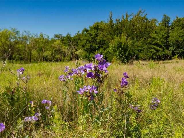 Land for sale in Jacksboro, Texas