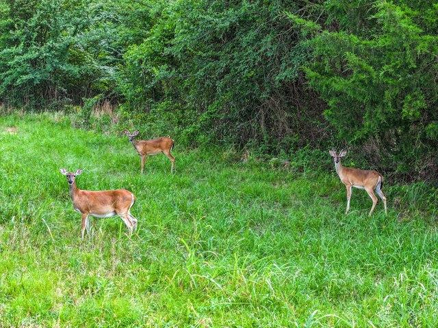 Land for sale in Sulphur Springs, Texas