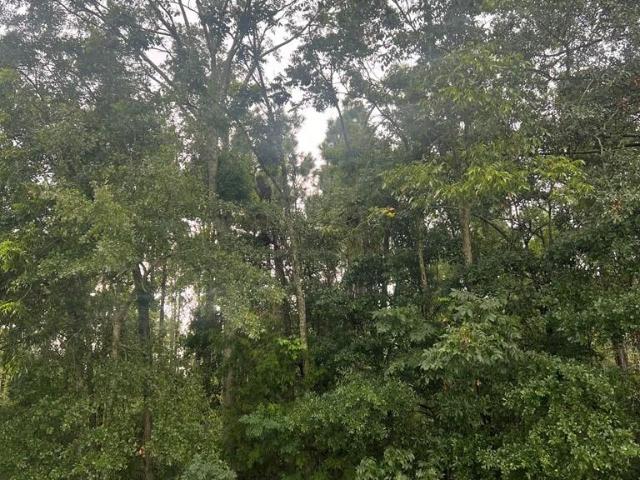 Land for sale in Headland, Alabama