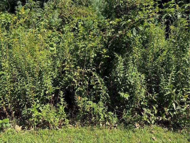 Land for sale in West Jefferson, North Carolina