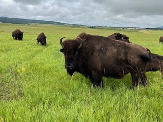 Farm for sale in Spearfish, South Dakota
