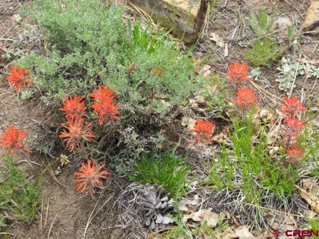 Land for sale in Placerville, Colorado