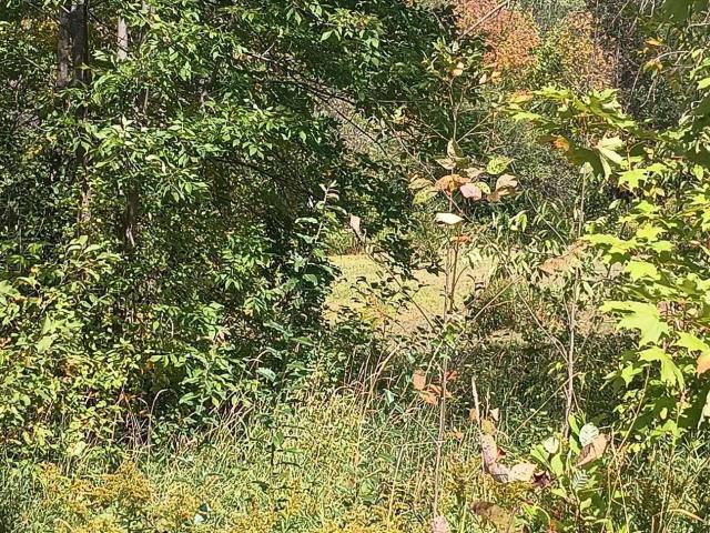 Land for sale in Wakefield, Michigan