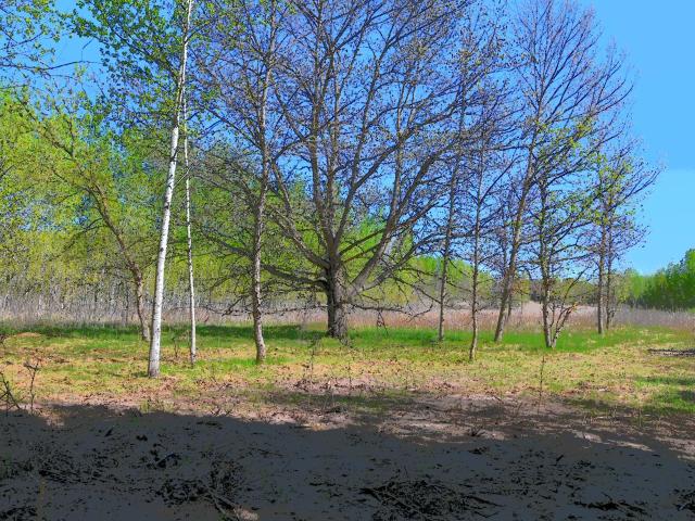 Land for sale in Todd, Minnesota