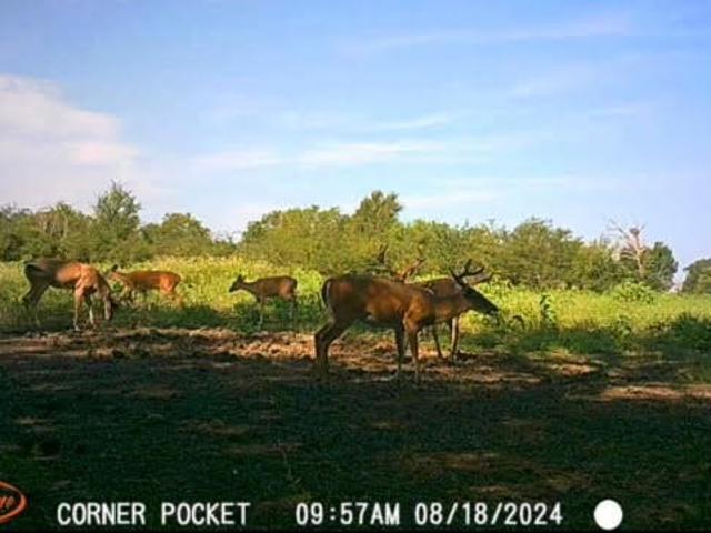 Land for sale in Leon, Texas