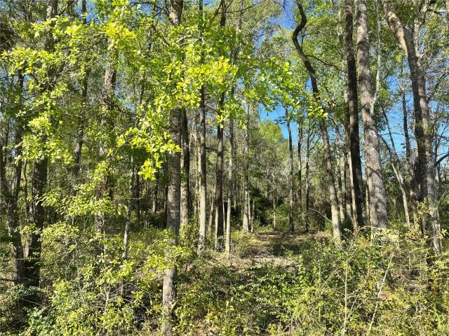 Land for sale in Shepherd, Texas